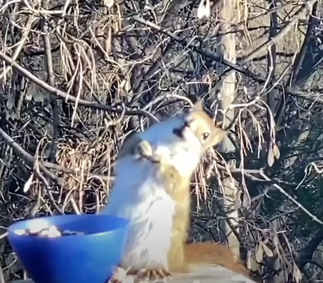 Cet écureuil fait fondre les internautes